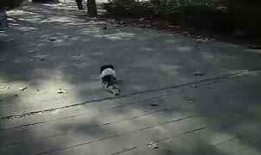 搞笑吃瓜恐龙视频,萌态百出