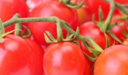 贵妃吃瓜番茄小说