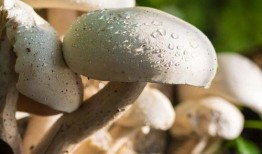 17吃瓜蘑菇视频,揭秘网络红人的幕后故事