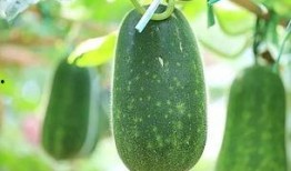 瓜怎么热着吃,瓜类美食热食攻略