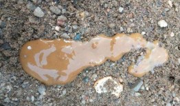 鸡屎瓜可以吃吗,揭秘其食用价值与食用方法