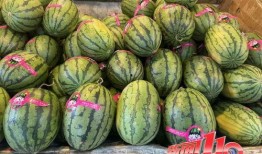 瓜没人吃吗视频