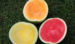 在日本吃瓜视频,揭秘日本街头美食与生活百态