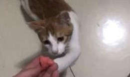 猫吃瓜比赛视频