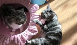 娱乐吃瓜猫嘎嘎,揭秘娱乐圈幕后趣闻