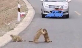 流浪之路吃瓜吧,揭秘吃瓜群众的狂欢盛宴